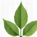Leaf icon
